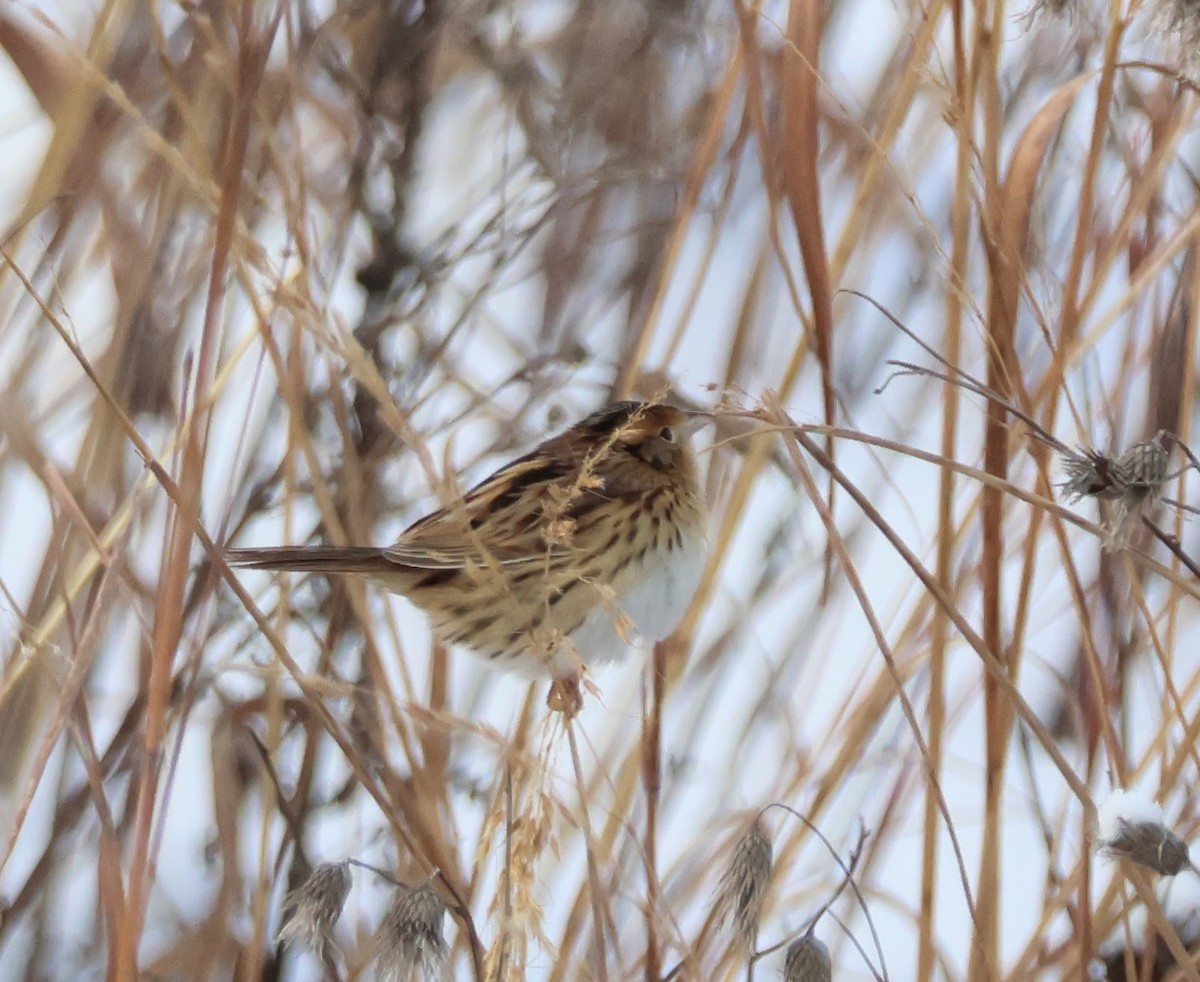 LeConte's Sparrow - ML646258929