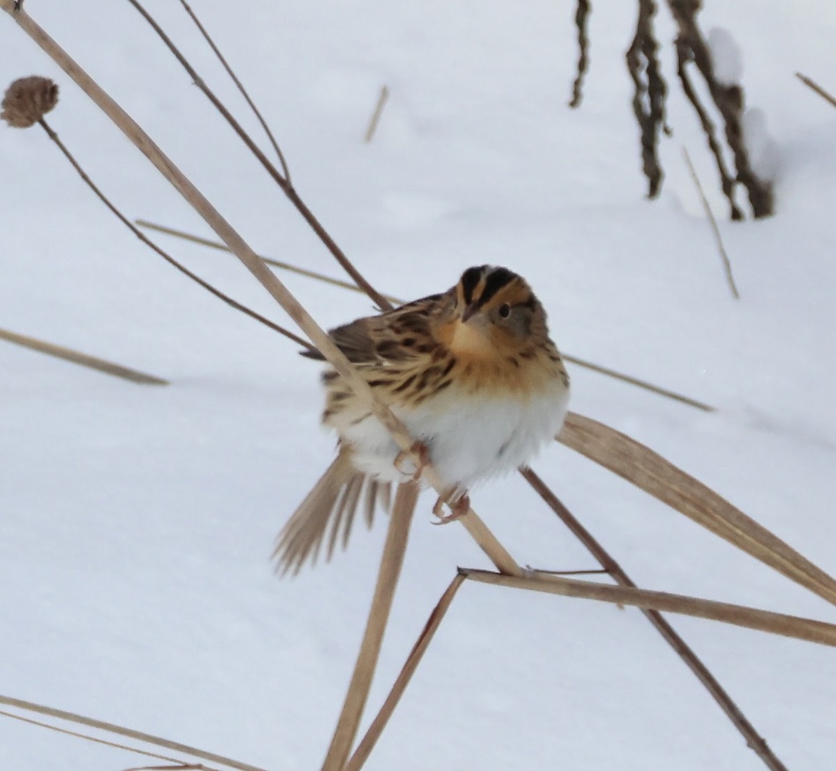LeConte's Sparrow - ML646258930
