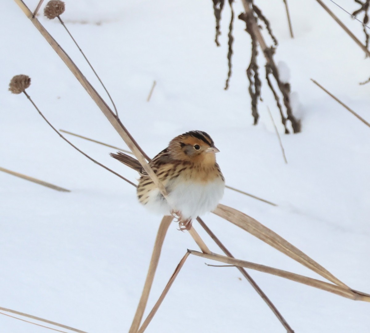 LeConte's Sparrow - ML646258932