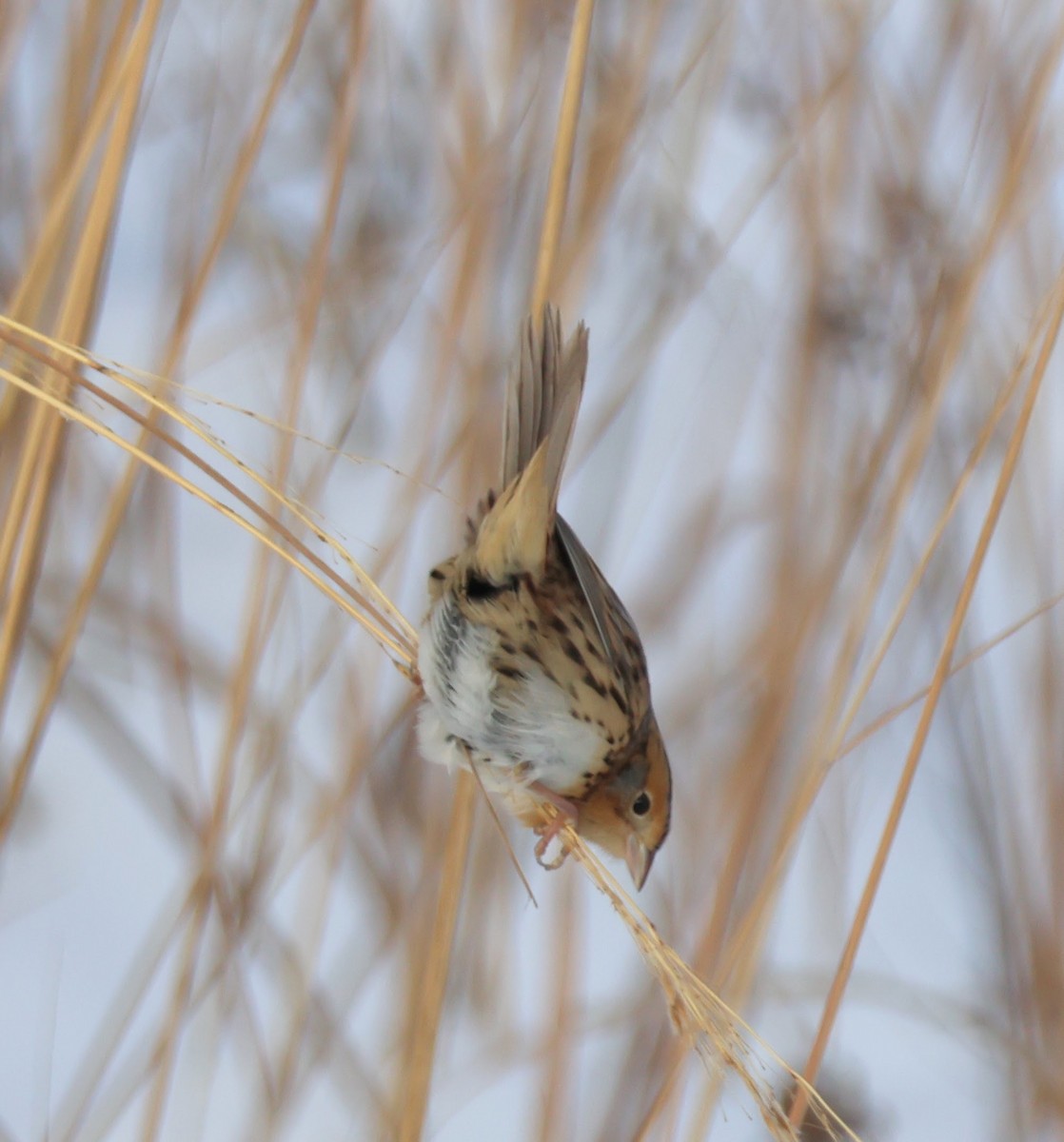 LeConte's Sparrow - ML646258933