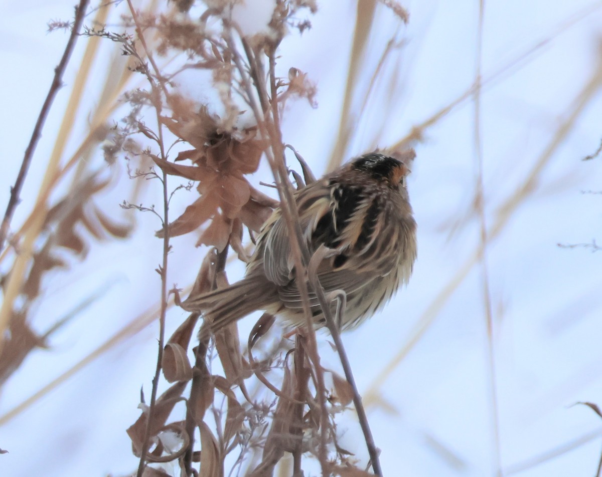 LeConte's Sparrow - ML646258934