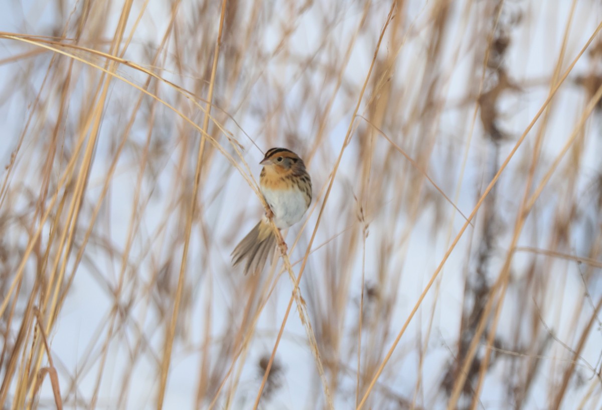 LeConte's Sparrow - ML646258935