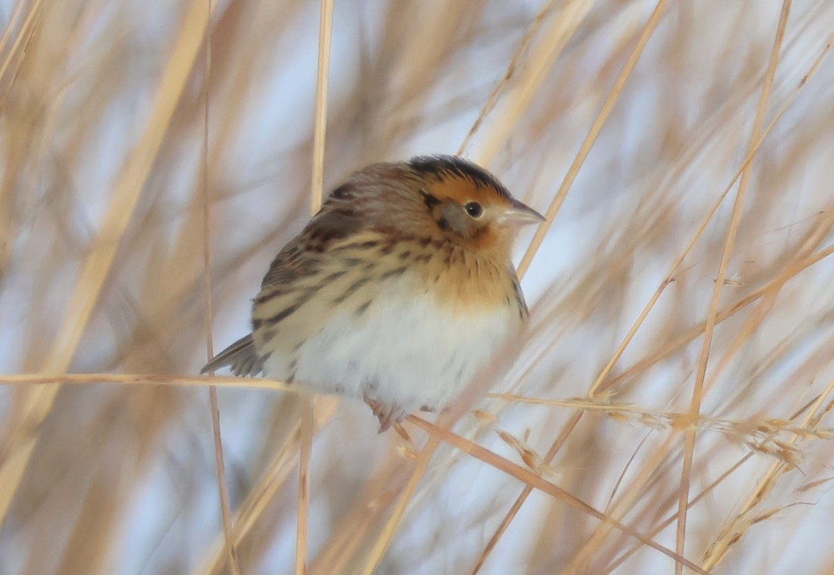 LeConte's Sparrow - ML646258936