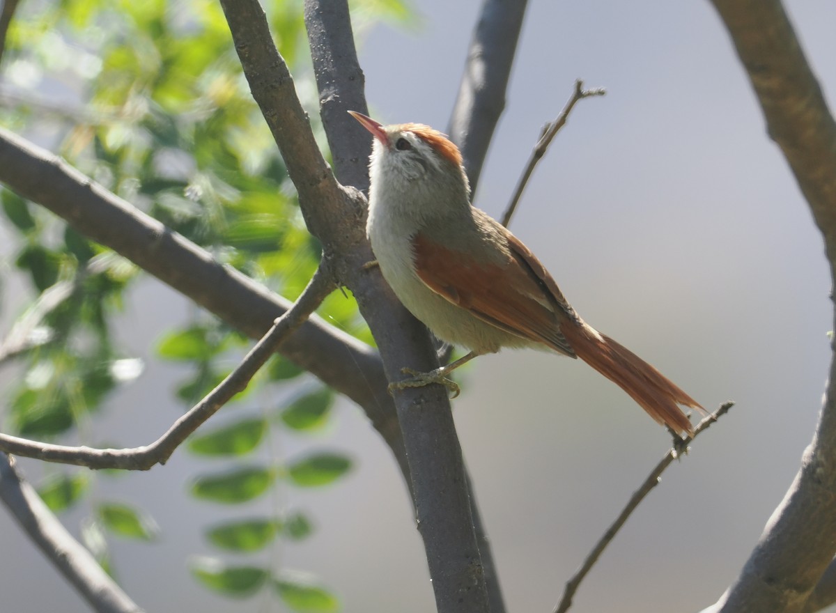 Bolivian Spinetail - ML646258940