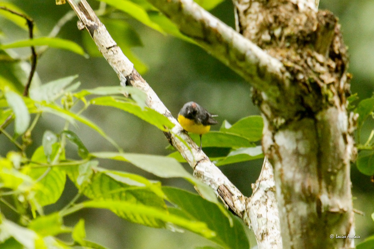 Slate-throated Redstart - ML646258943