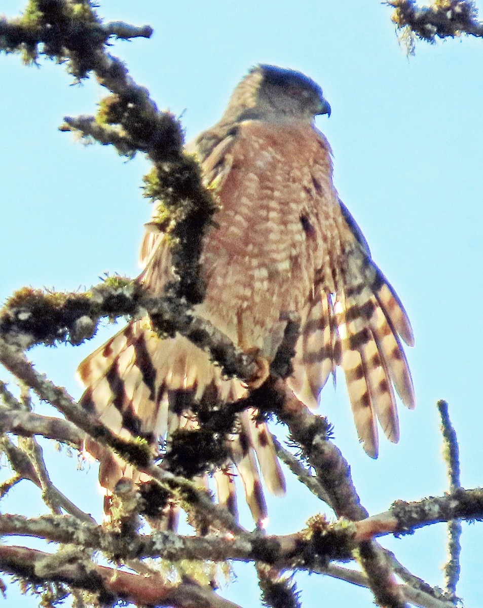 Cooper's Hawk - ML646258945
