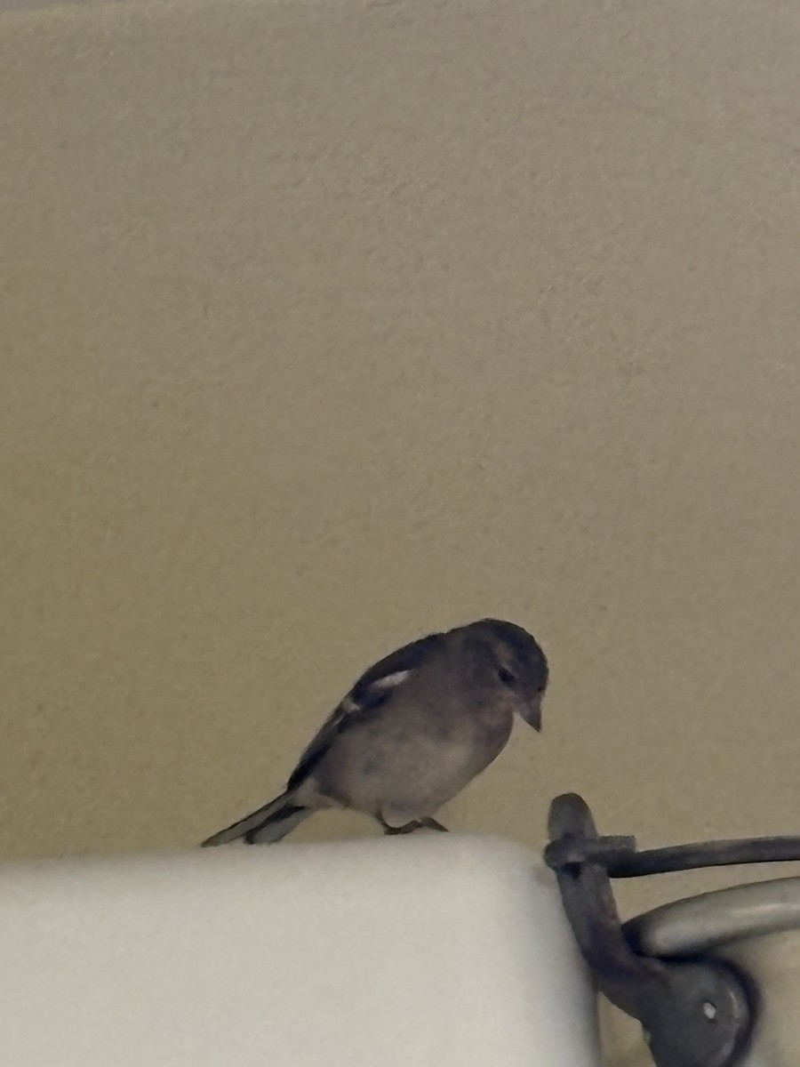 Common Chaffinch - ML646258951