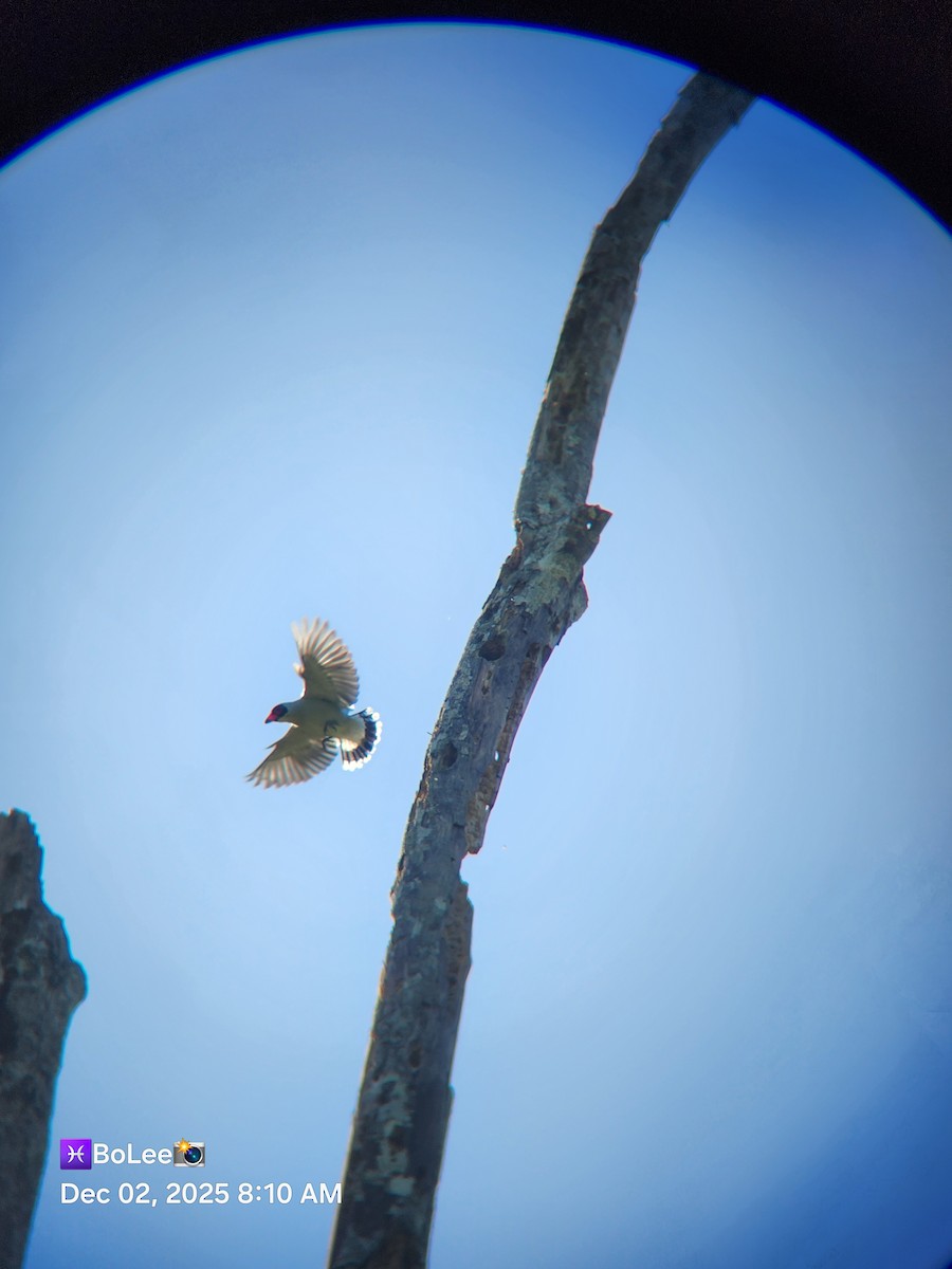 Masked Tityra - ML646258953