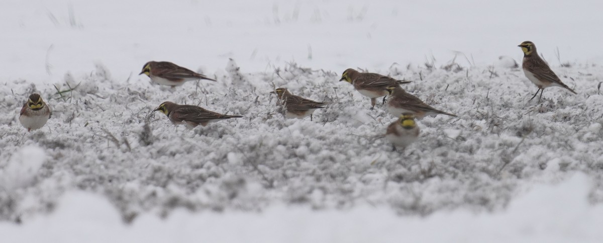 Horned Lark - ML646258955