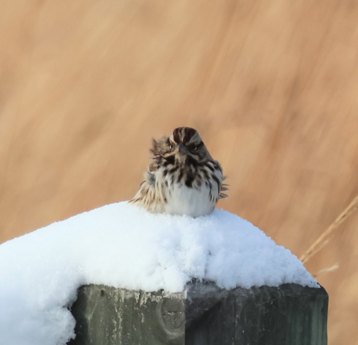 Song Sparrow - ML646258957