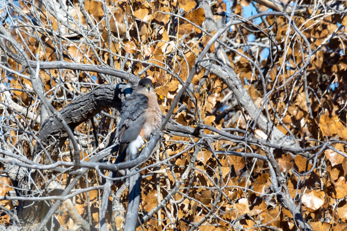 Cooper's Hawk - ML646258958