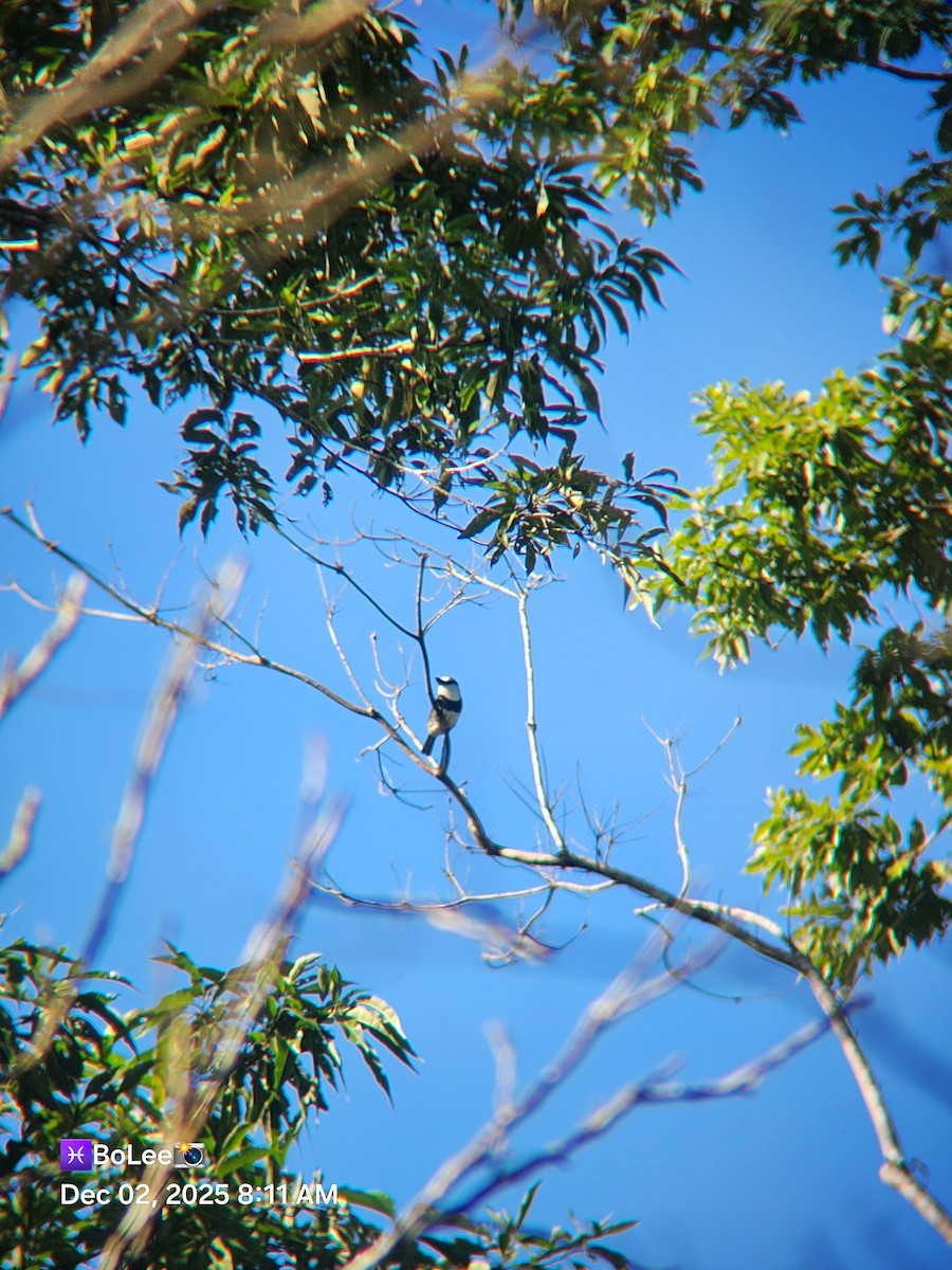 White-necked Puffbird - ML646258960