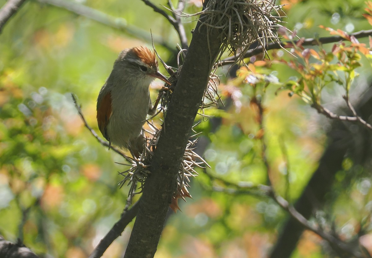 Bolivian Spinetail - ML646258961