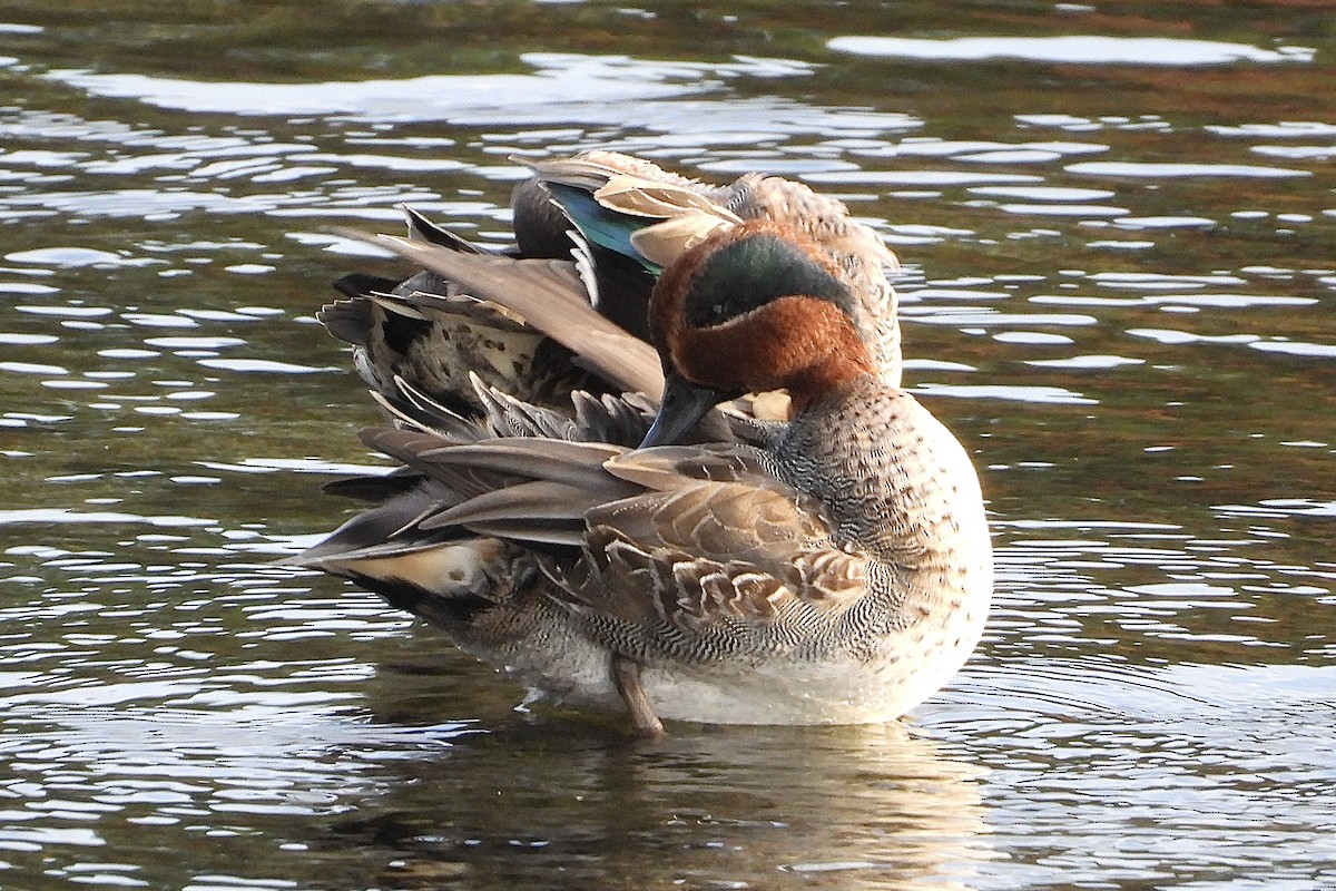 Green-winged Teal - ML646258962