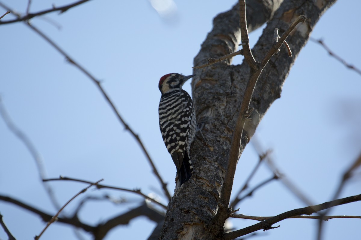 Ladder-backed Woodpecker - ML646258963