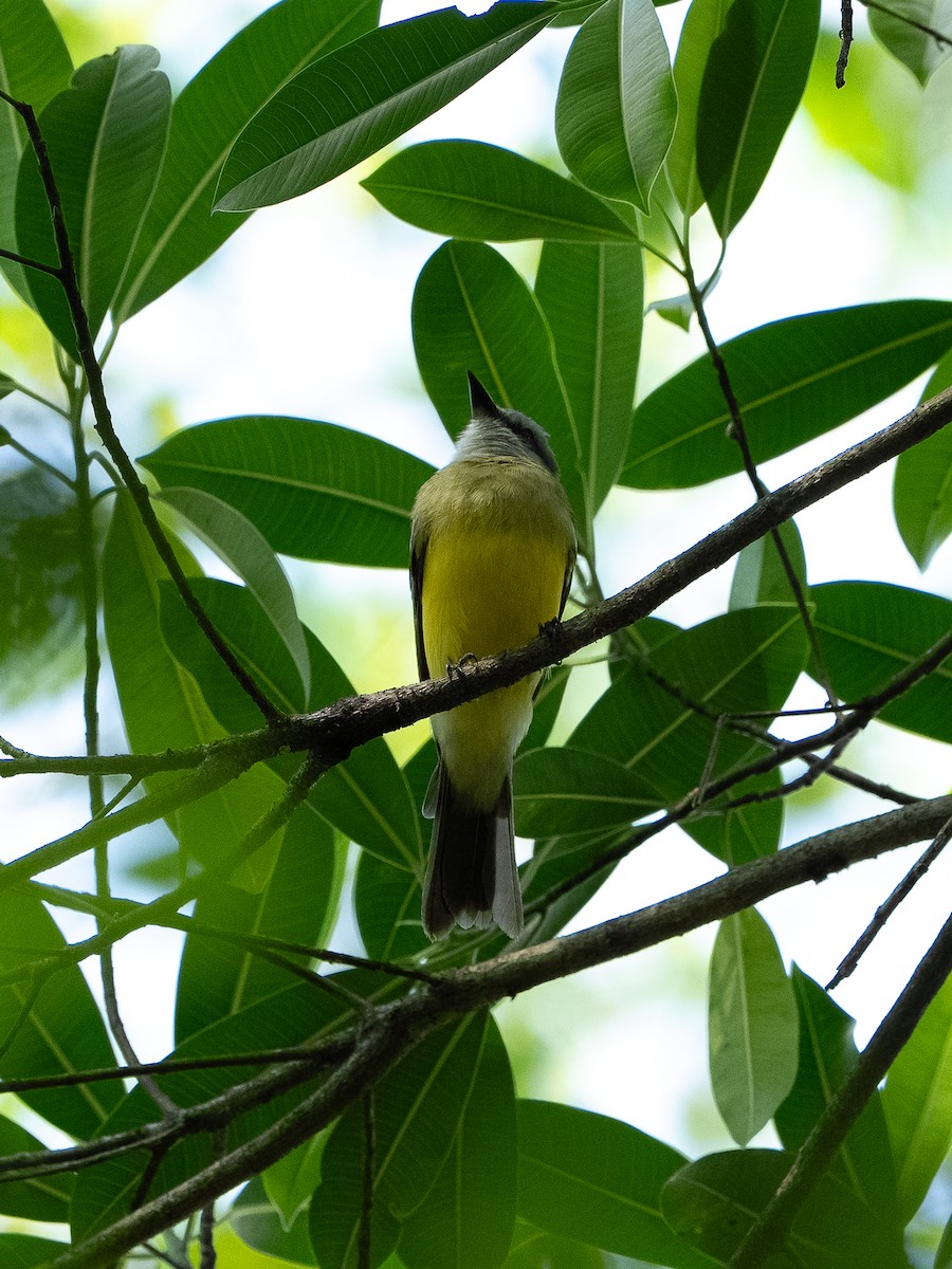 Tropical Kingbird - ML646258965
