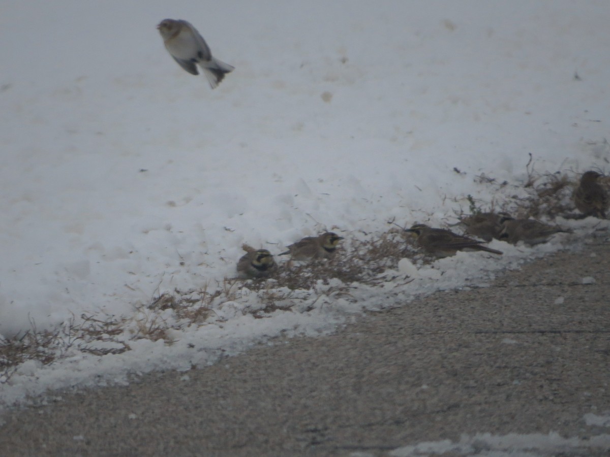 Snow Bunting - ML646258971