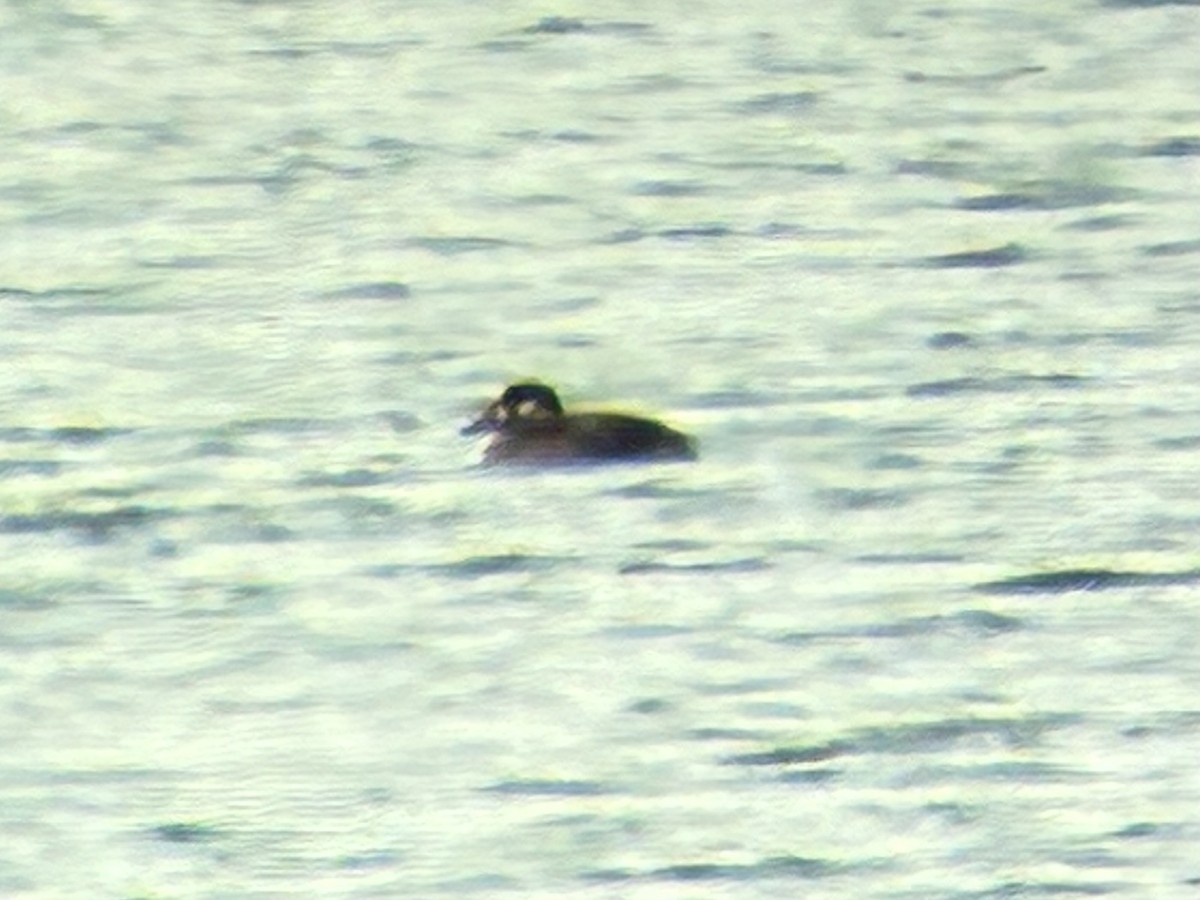 Surf Scoter - ML646258972