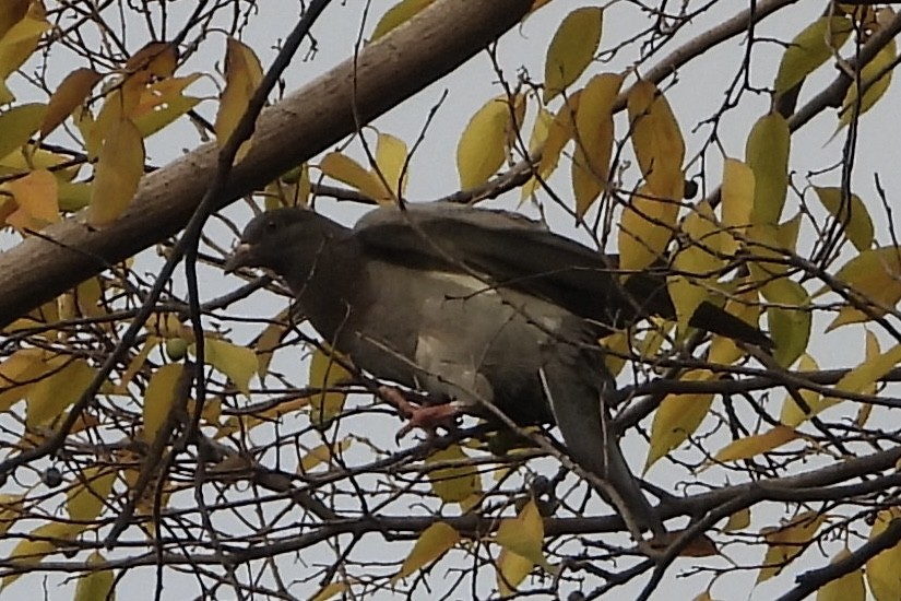 Rock Pigeon (Feral Pigeon) - ML646258975