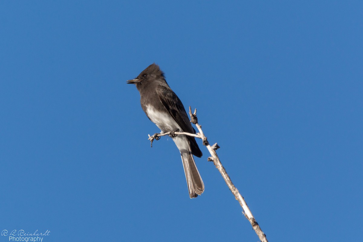 Black Phoebe - ML646258977