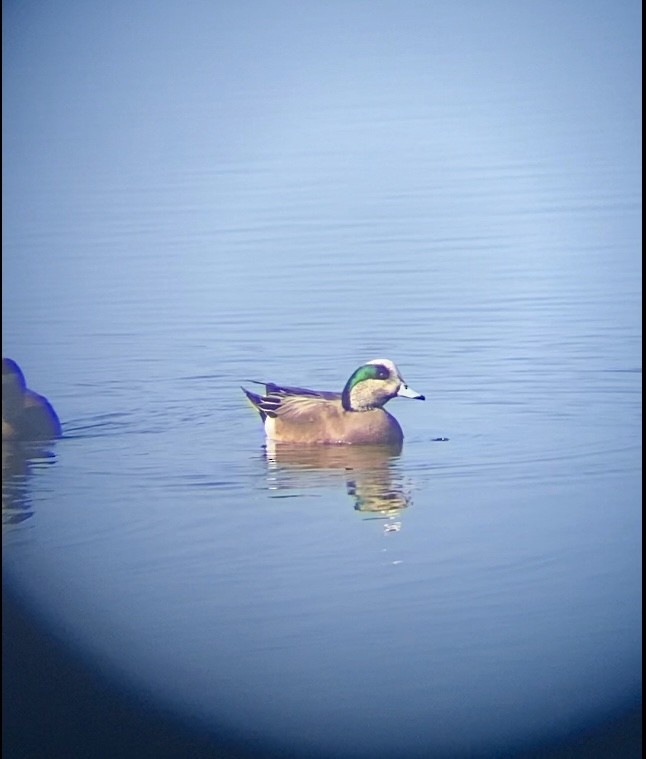 American Wigeon - ML646258981