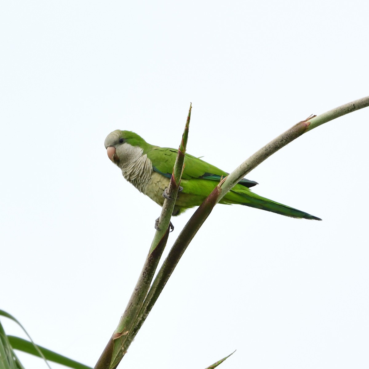 Monk Parakeet - ML646258986