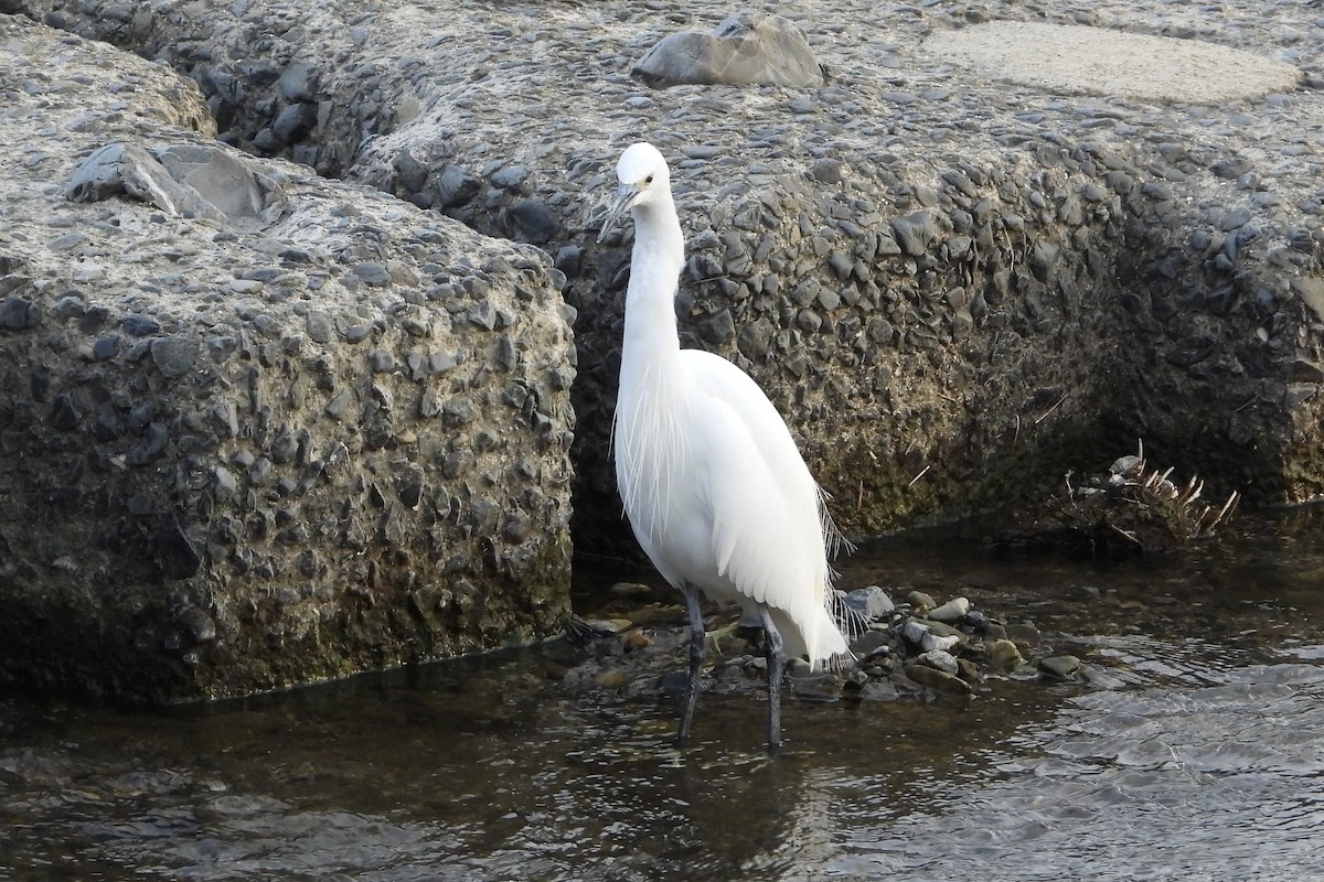 Little Egret - ML646258987