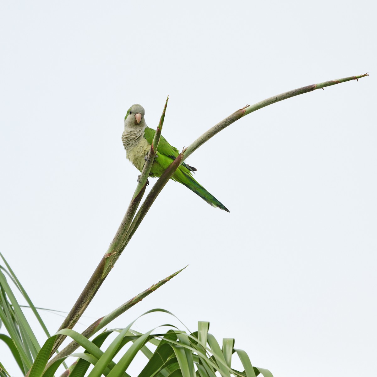 Monk Parakeet - ML646258988