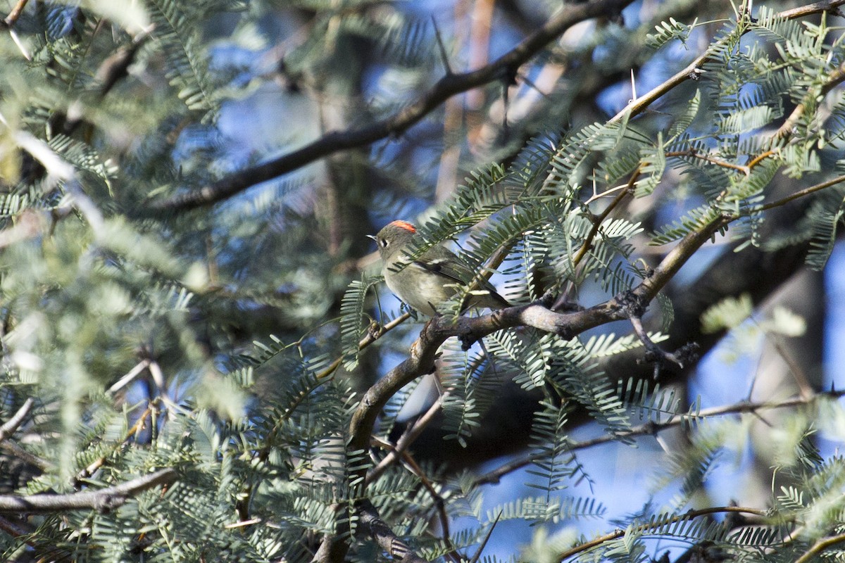 Ruby-crowned Kinglet - ML646258989