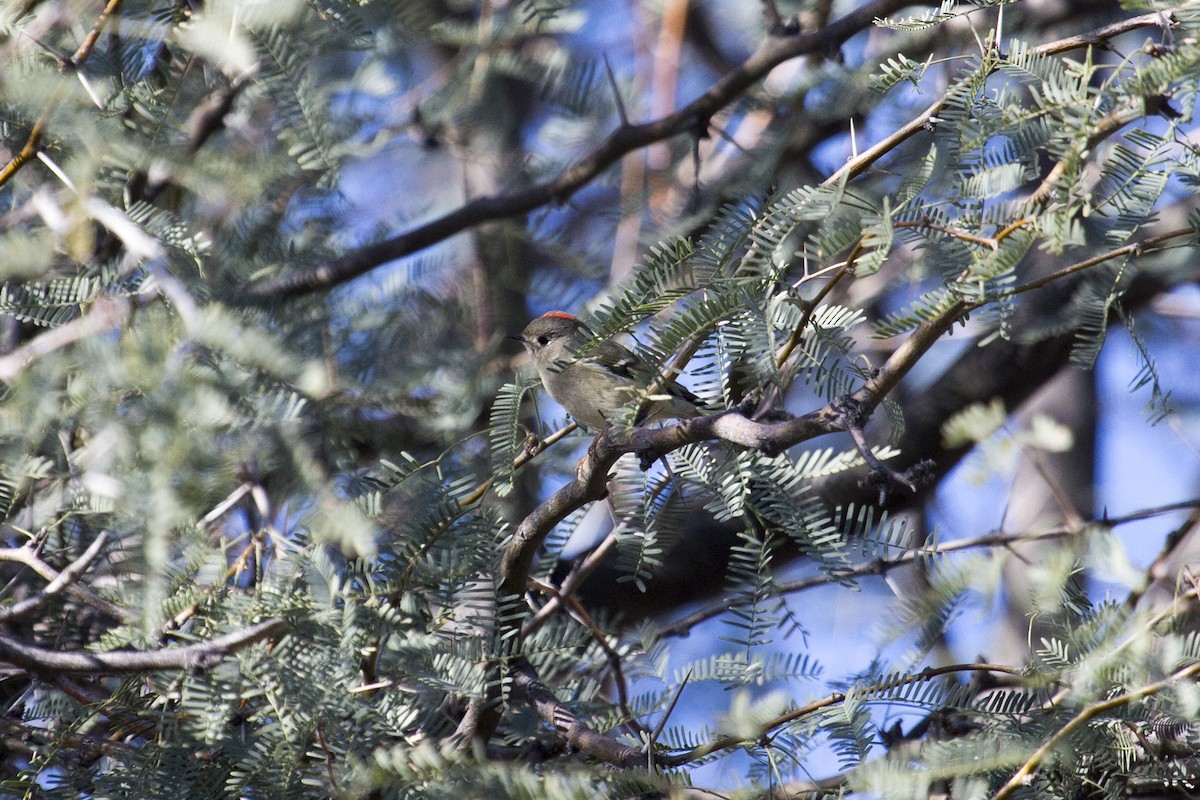 Ruby-crowned Kinglet - ML646258990