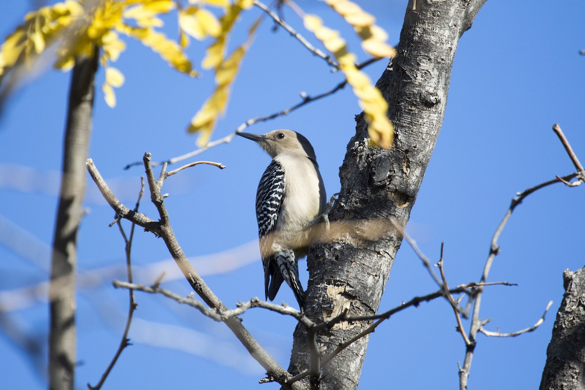 Ladder-backed Woodpecker - ML646258991