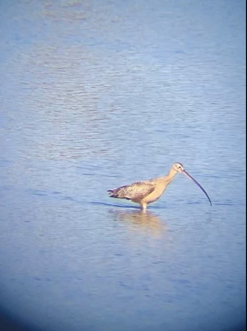 Long-billed Curlew - ML646258992