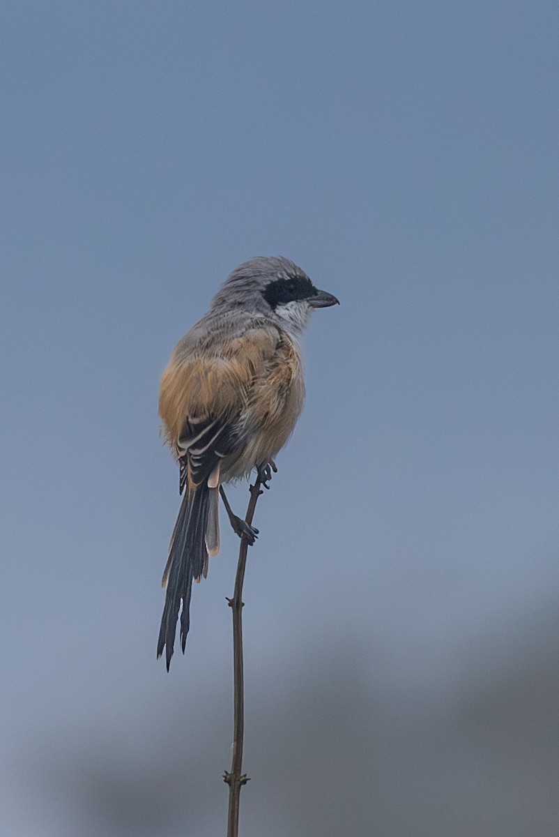 Long-tailed Shrike - ML646258993