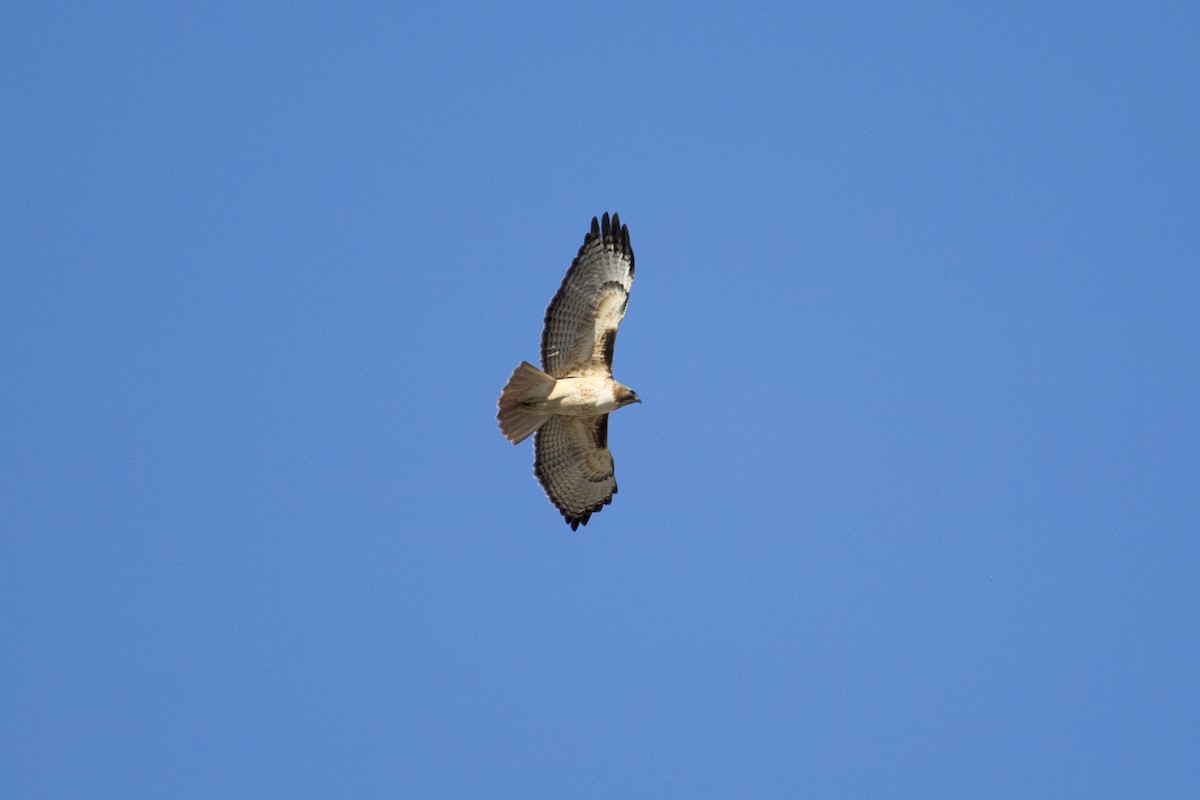 Red-tailed Hawk - ML646258994