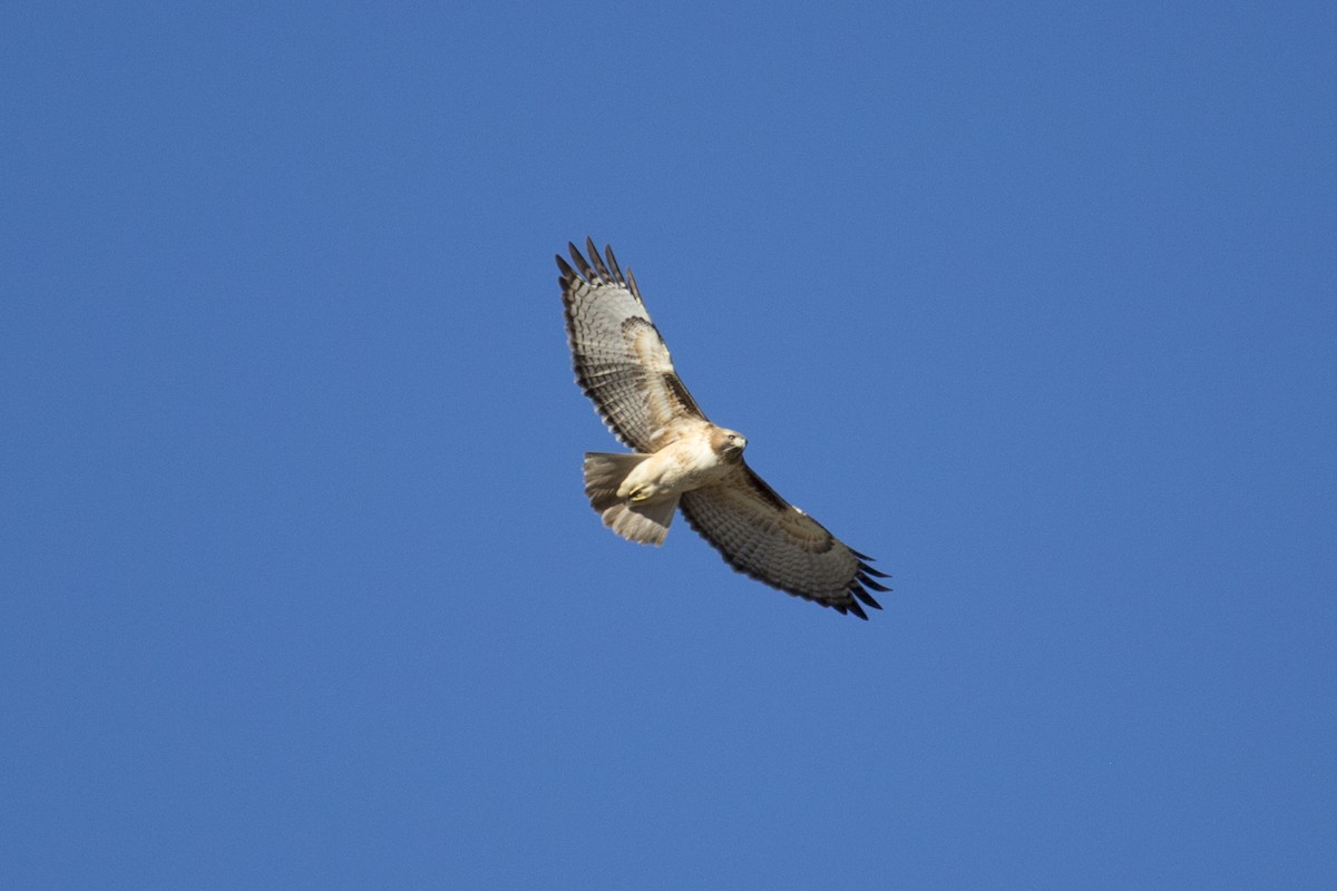 Red-tailed Hawk - ML646258995