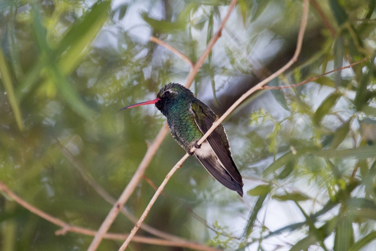 Broad-billed Hummingbird - ML646258998