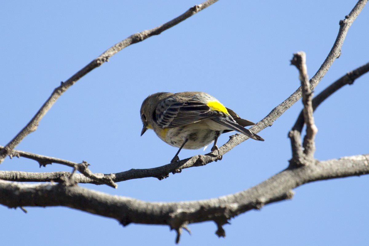 Yellow-rumped Warbler - ML646259001