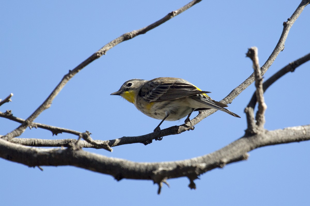 Yellow-rumped Warbler - ML646259002