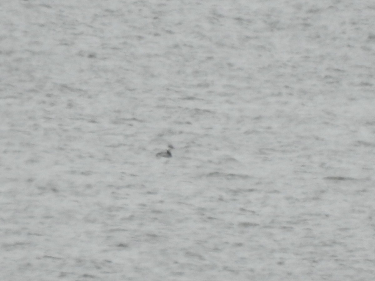 Horned Grebe - ML646259003