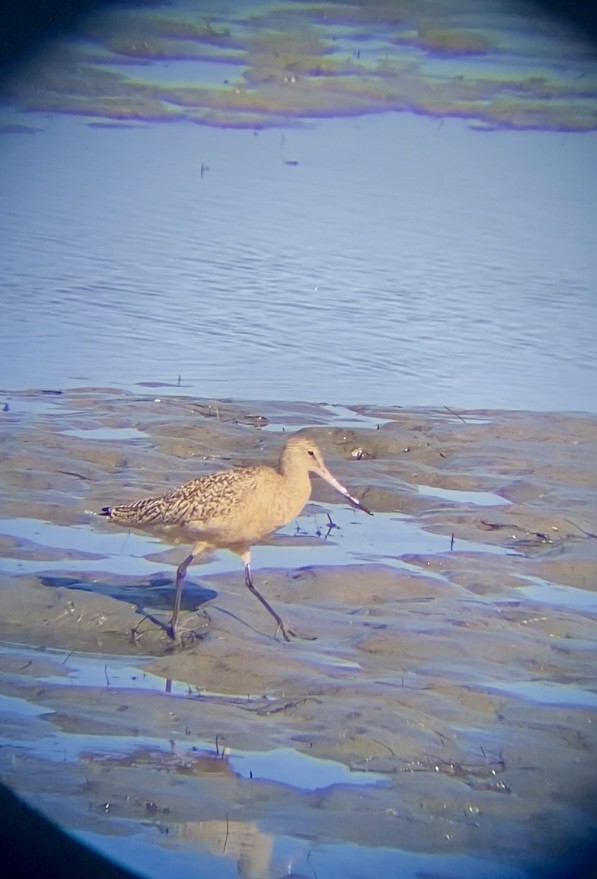 Marbled Godwit - ML646259004