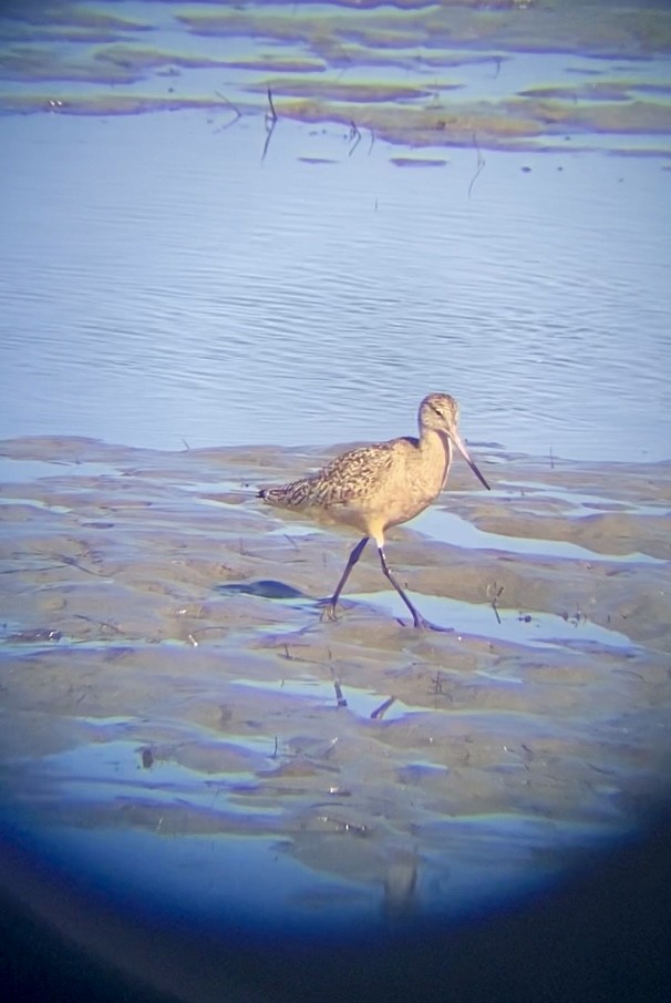 Marbled Godwit - ML646259005