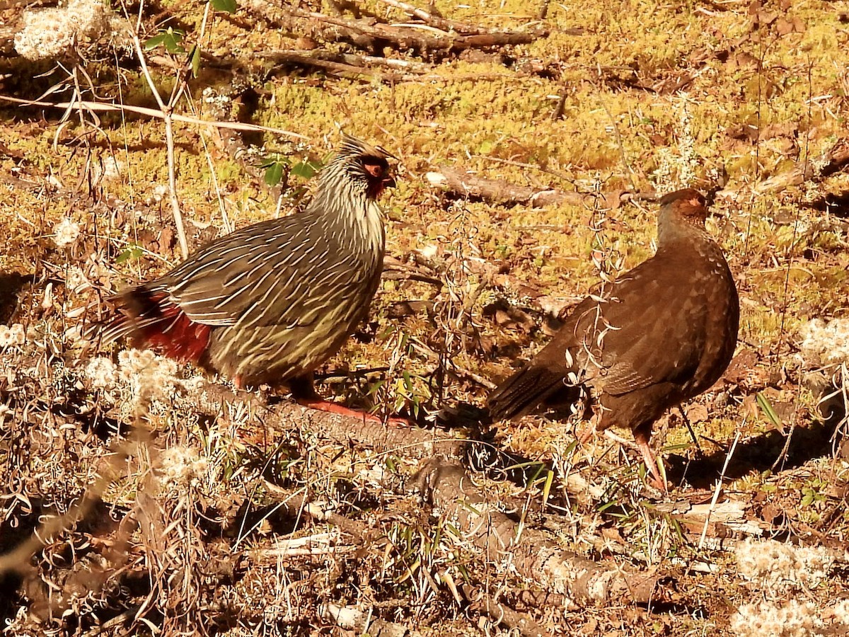 Blood Pheasant - ML646259006