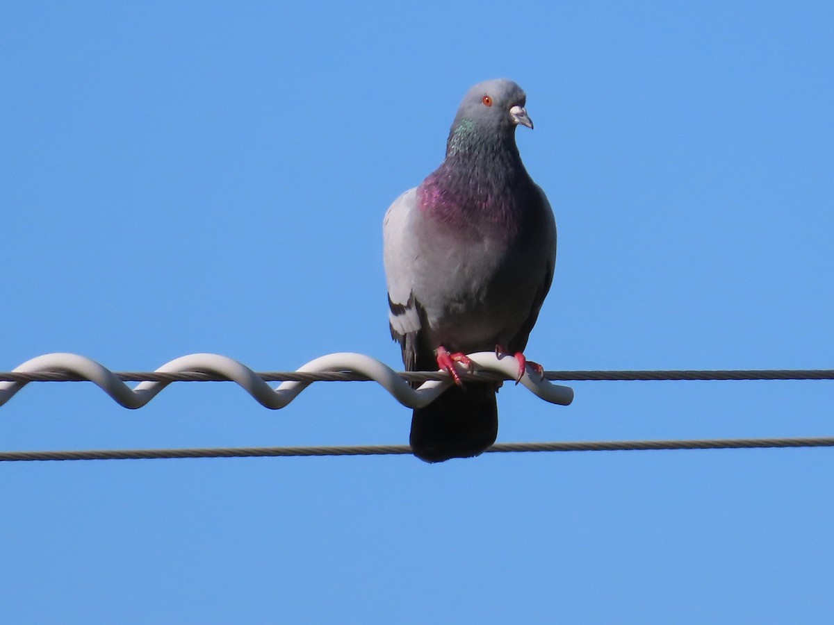 Kaya Güvercini (evcil tip) - ML646259008