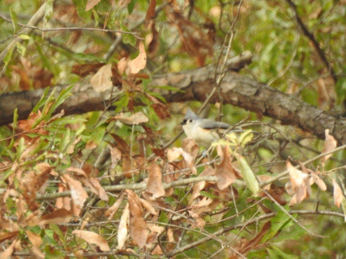 Grauhäubchenmeise - ML646259009