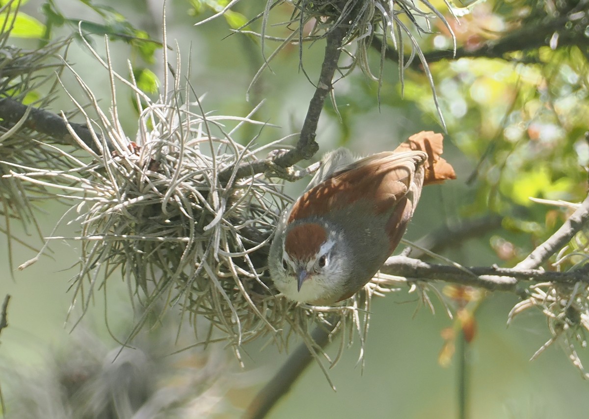 Bolivian Spinetail - ML646259010