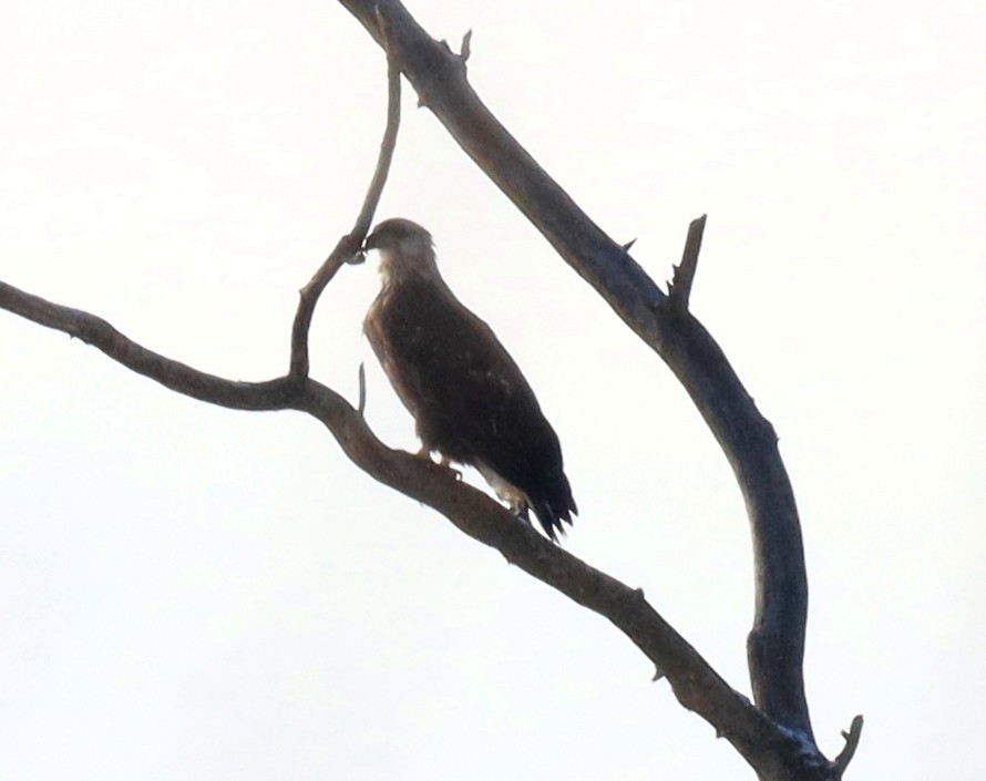 Bald Eagle - ML646259011