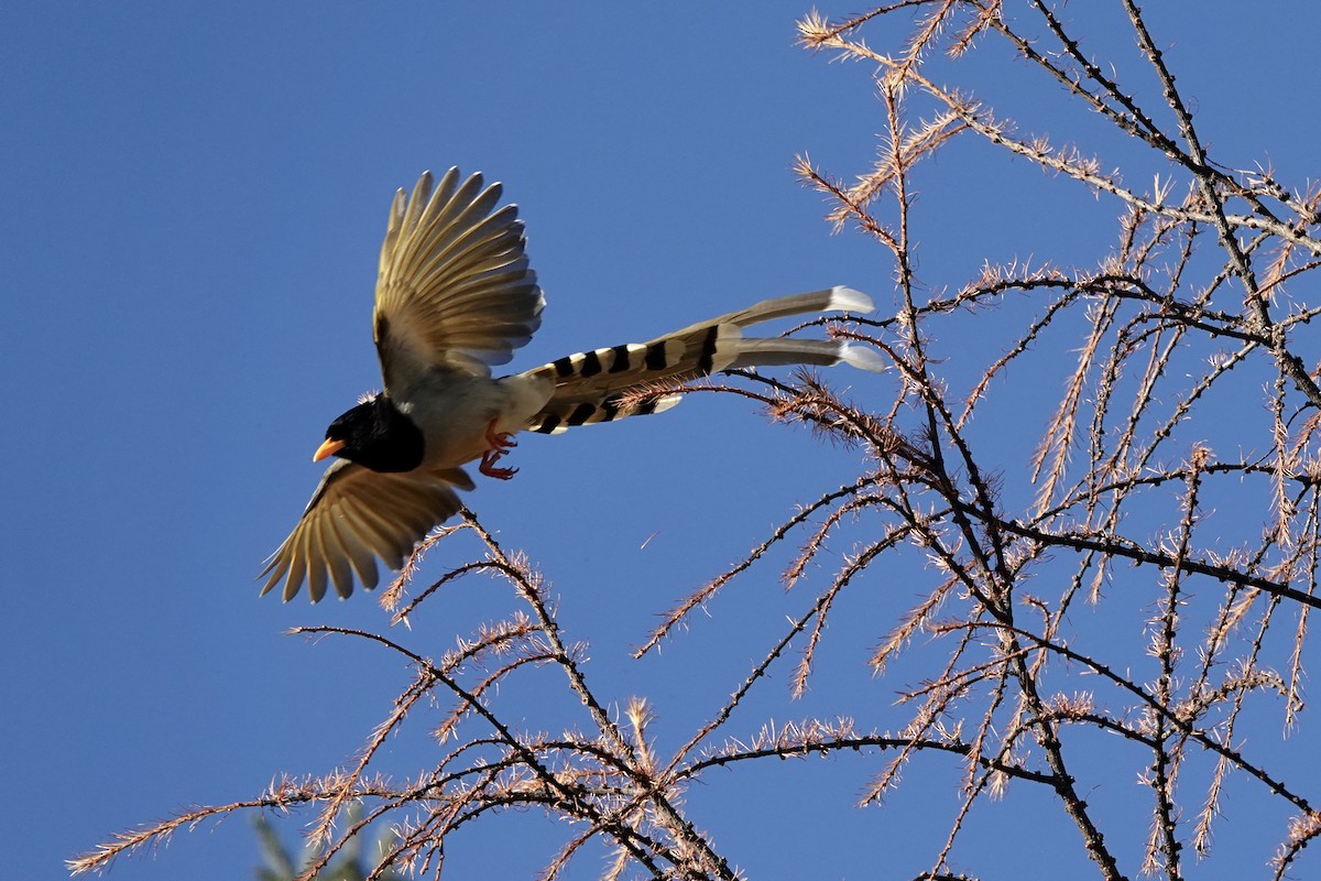 Yellow-billed Blue-Magpie - ML646259013