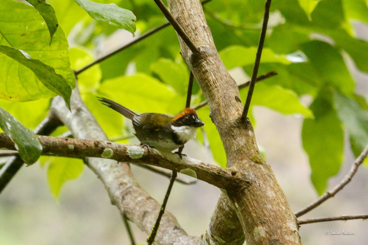 Chestnut-capped Brushfinch - ML646259014