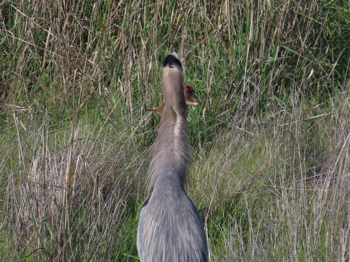 Great Blue Heron - ML646259016