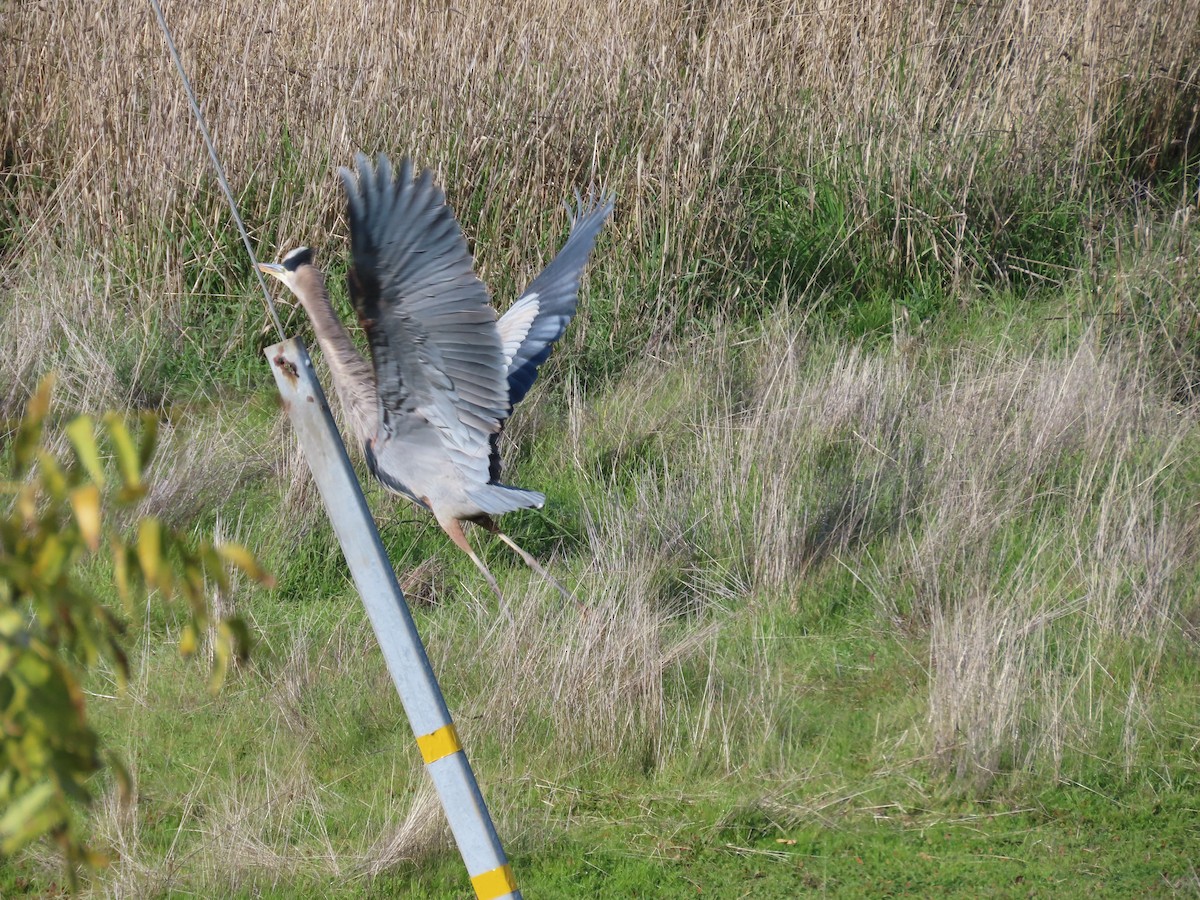 Great Blue Heron - ML646259017